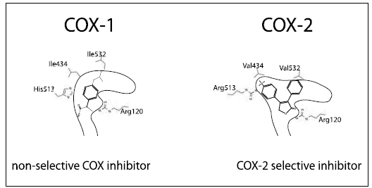 [DIAGRAM] Nsaids Cox 1 Cox 2 Diagrams - MYDIAGRAM.ONLINE